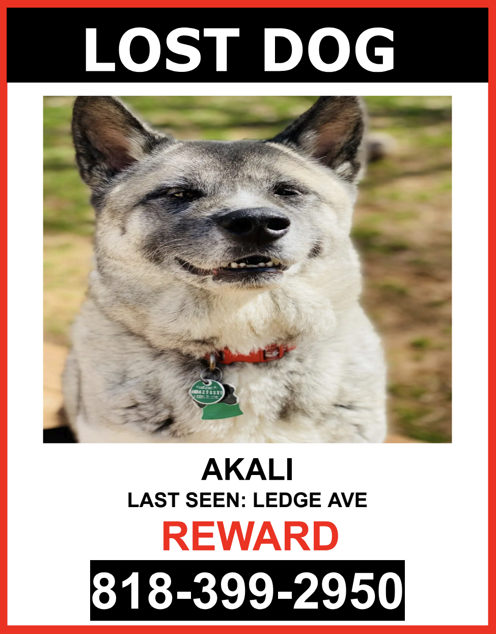 Image of AKALI, Lost Dog