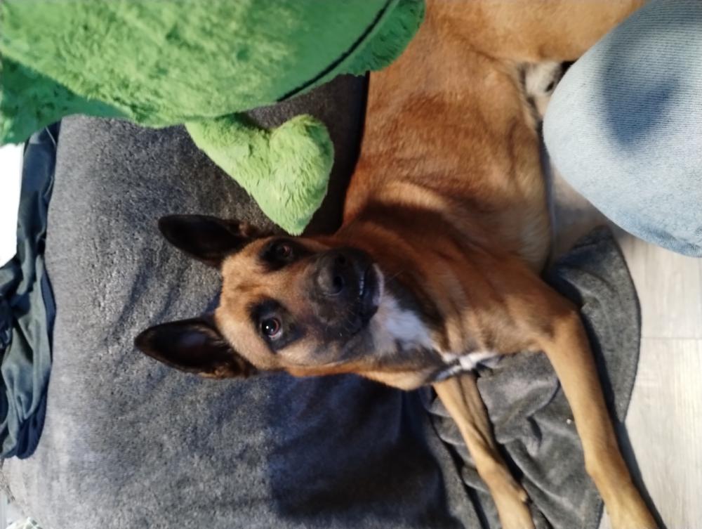 Image of Achilles, Lost Dog