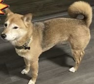 Image of Jaxson, Lost Dog