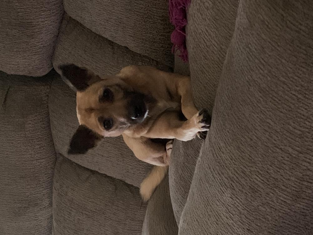 Image of Minnie, Lost Dog