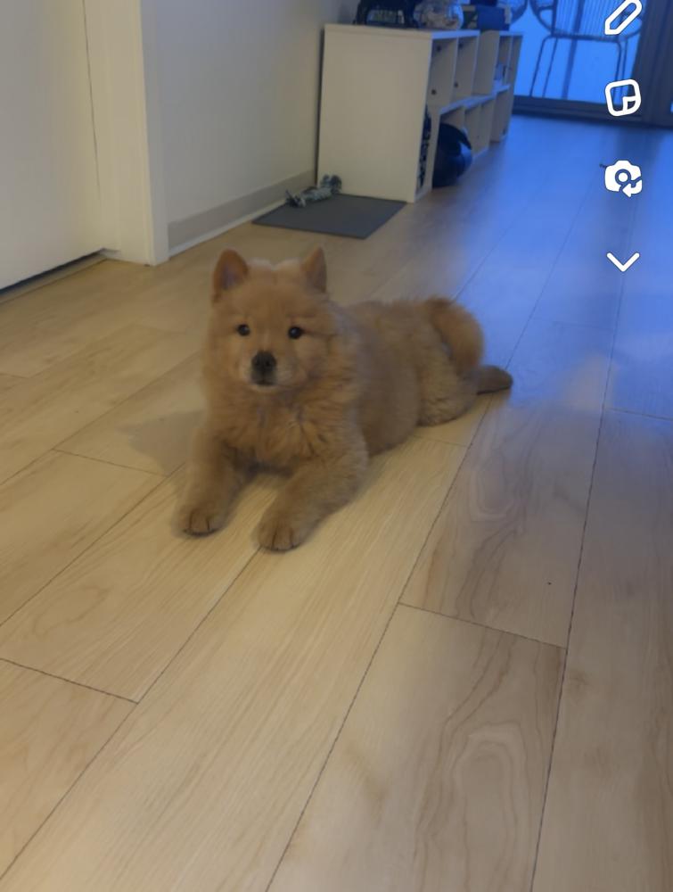 Image of Koko, Lost Dog