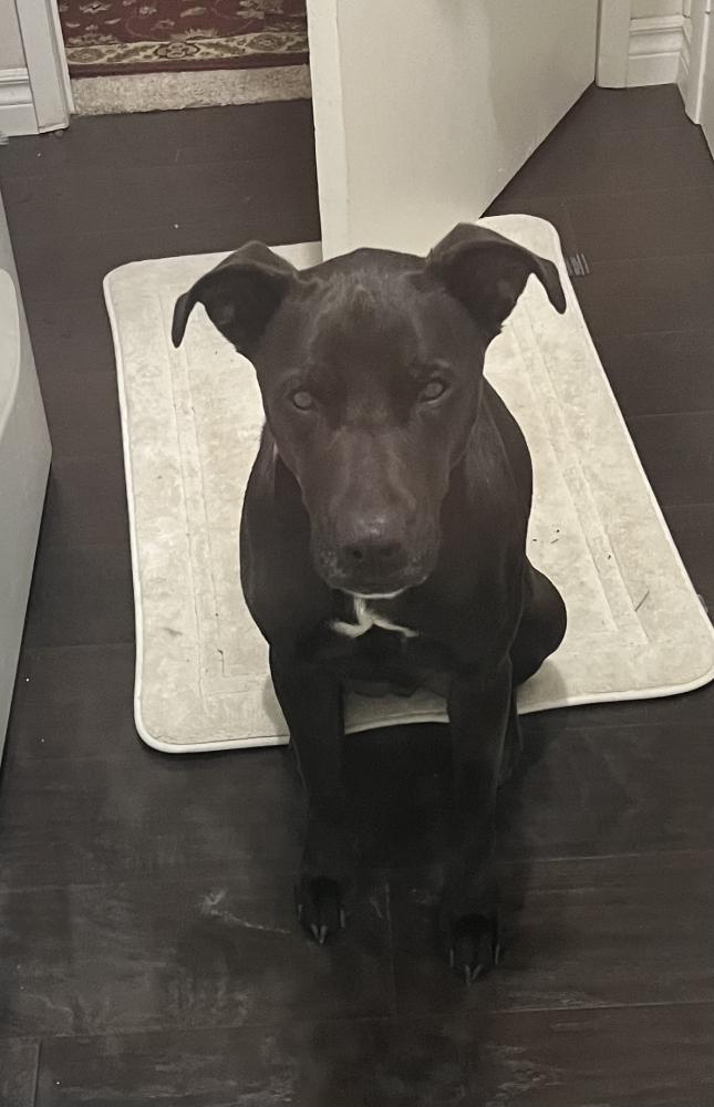 Image of Leo, Lost Dog