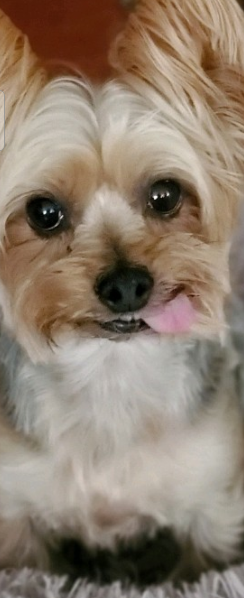 Image of Sissy, Lost Dog