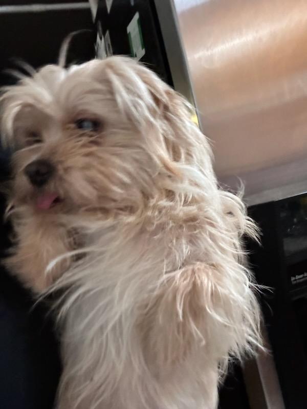 Image of Maya, Lost Dog