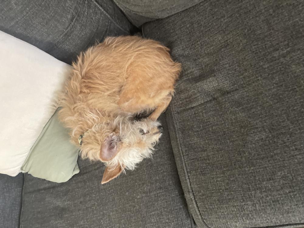Image of Gidget, Lost Dog