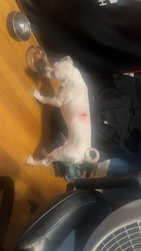 Image of Bolt, Lost Dog