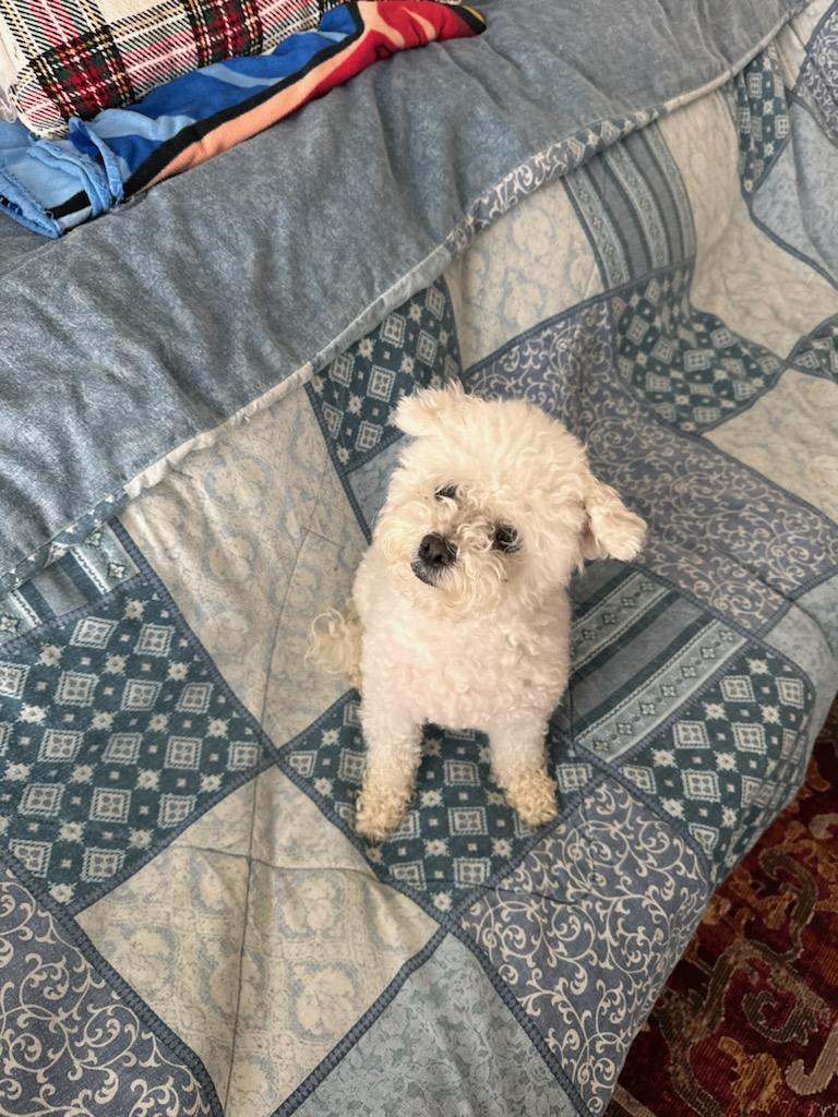 Image of Coco, Lost Dog