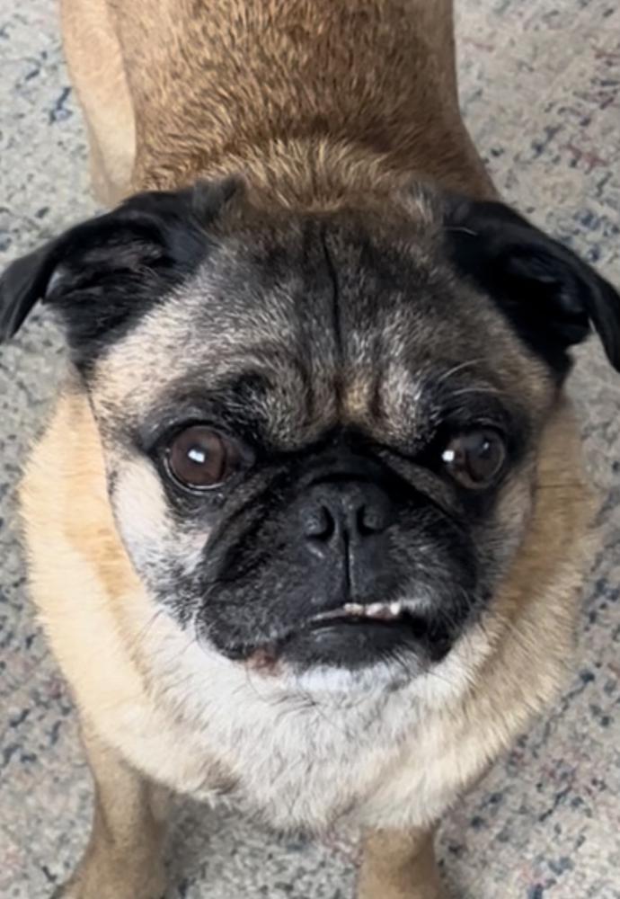 Image of Beefy, Lost Dog