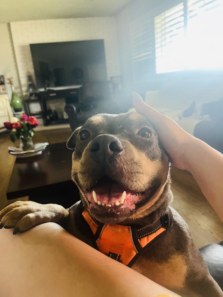 Image of Unknown, Found Dog
