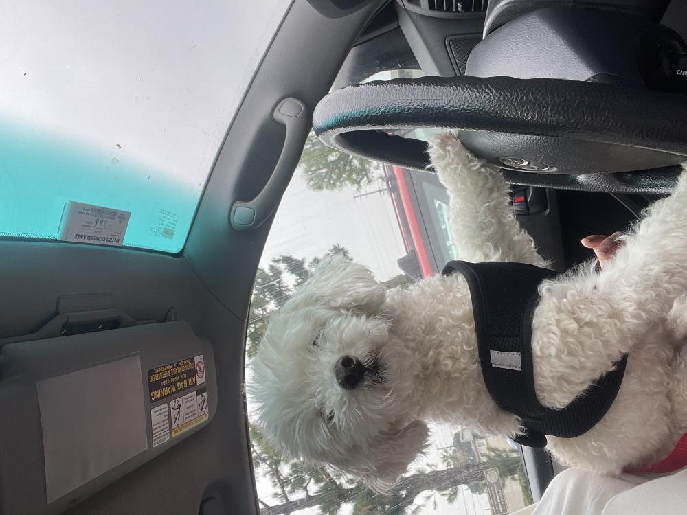 Image of Theotis, Lost Dog