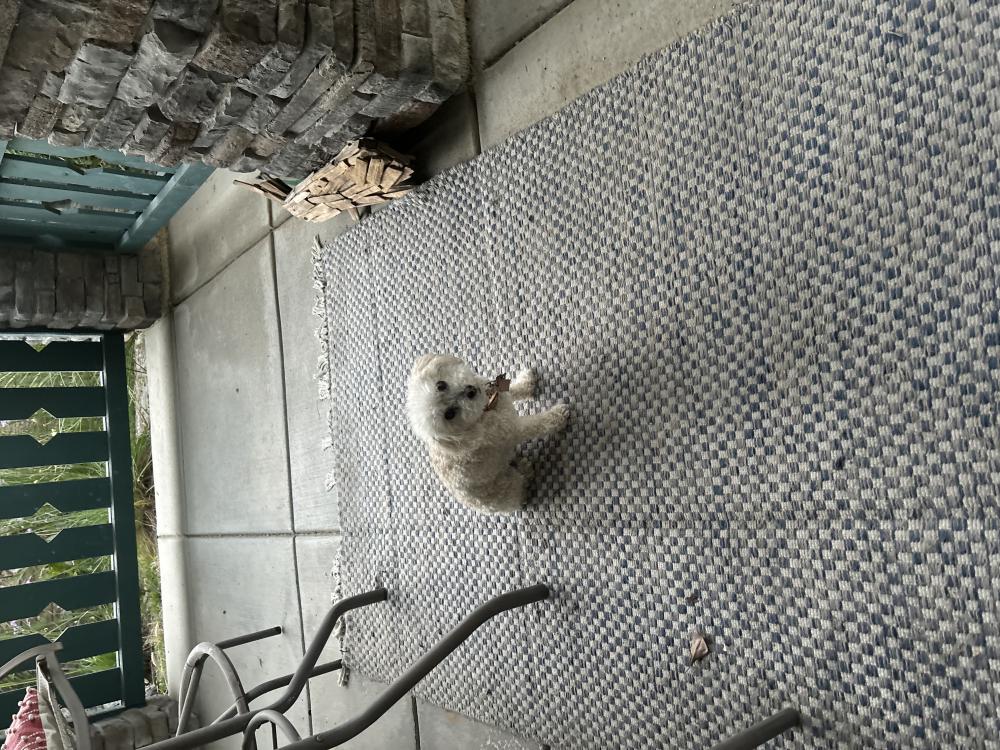 Image of Harley, Lost Dog