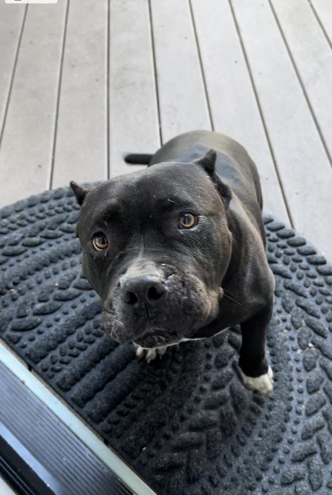 Image of Unknown, Found Dog