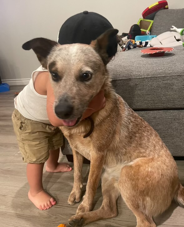 Image of Chapo, Lost Dog