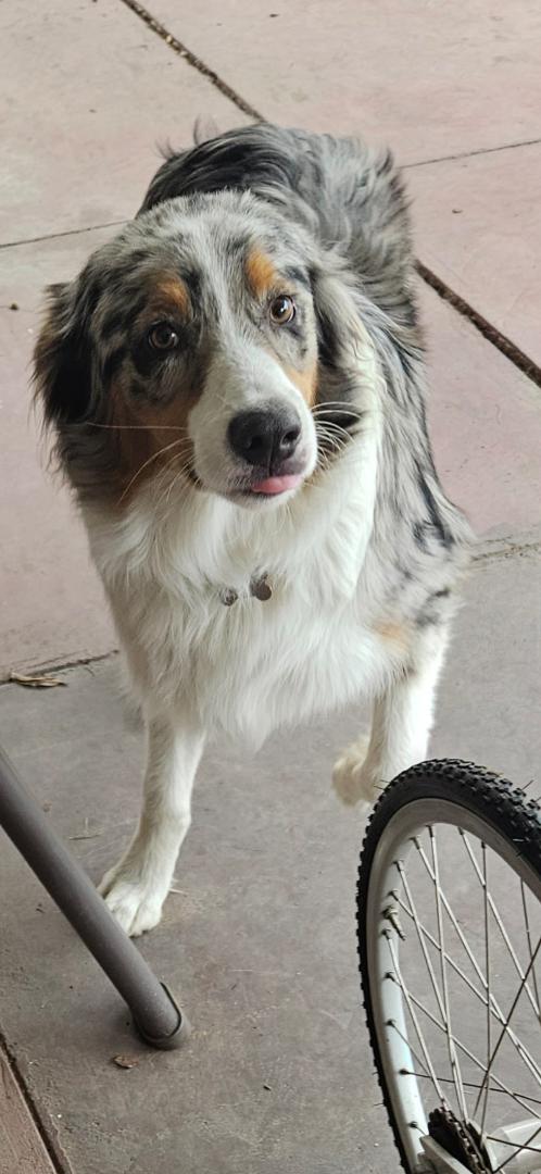 Image of Max, Lost Dog