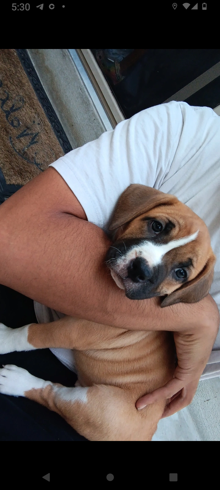 Image of Kali, Lost Dog