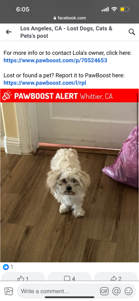 Image of Lola, Lost Dog
