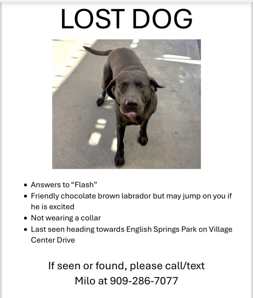 Image of Flash, Lost Dog