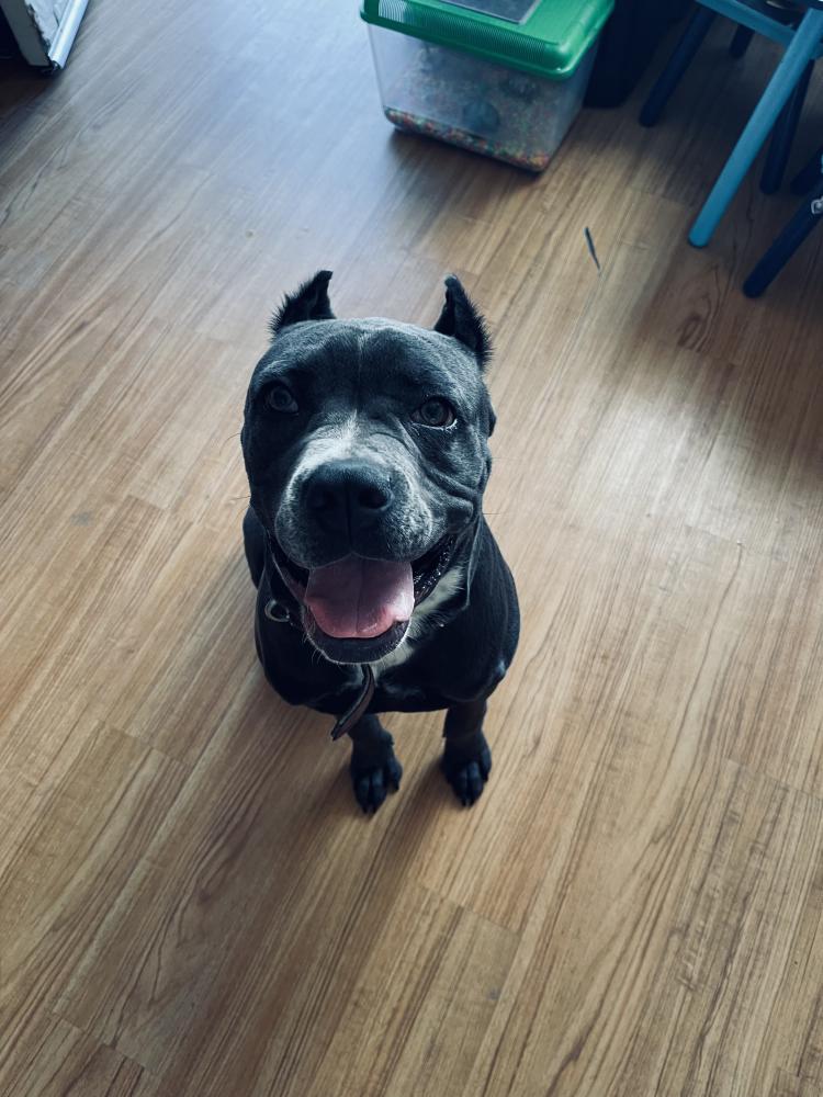 Image of Millie, Lost Dog