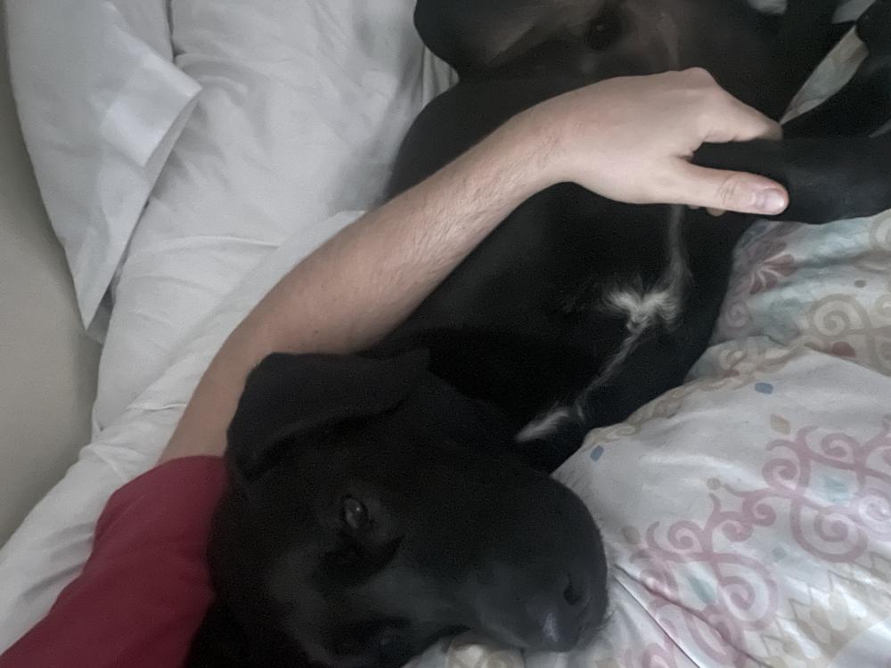 Image of Thor, Lost Dog