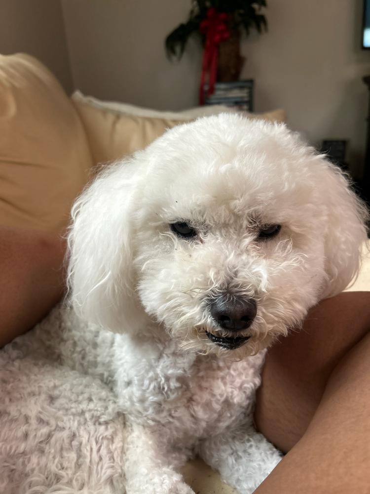 Image of Chloe, Lost Dog