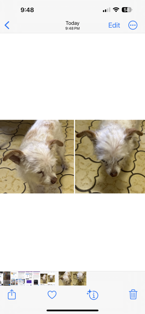 Image of Unknown, Found Dog