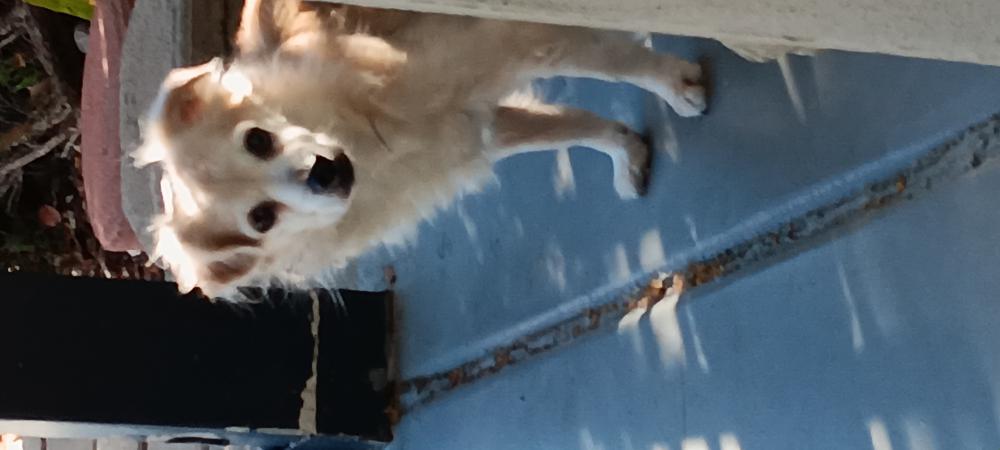 Image of Unknown, Found Dog