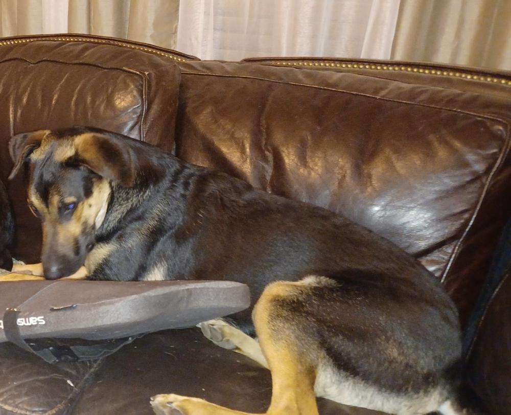 Image of Pongo, Lost Dog