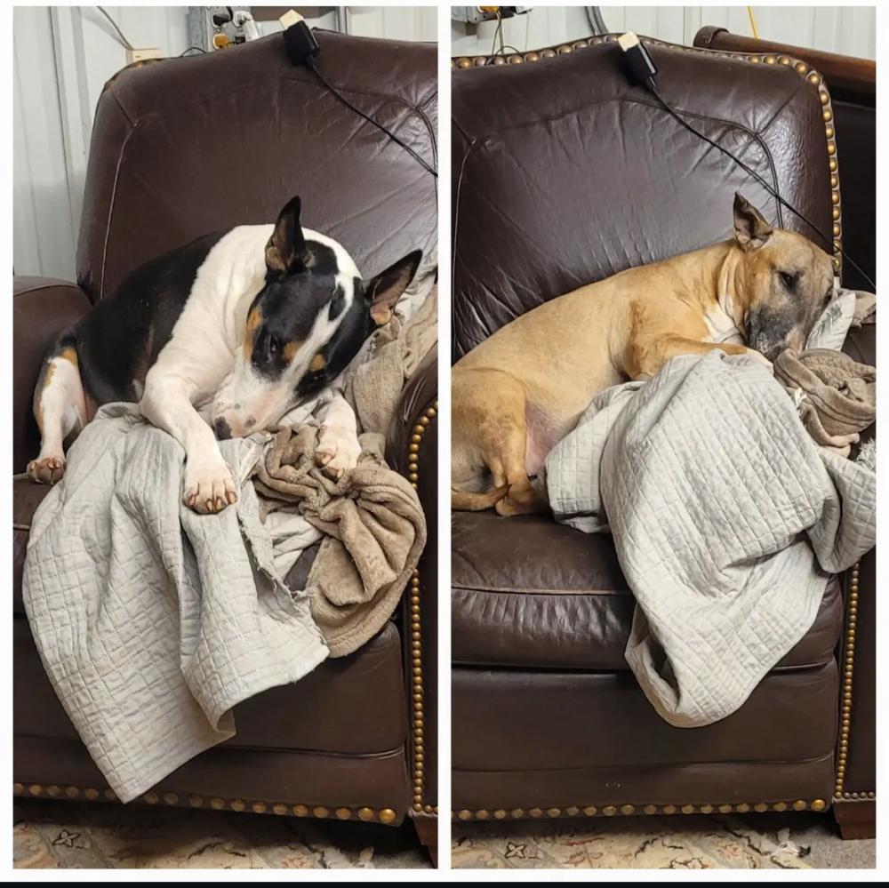 Image of Hilda and Hermoine, Lost Dog