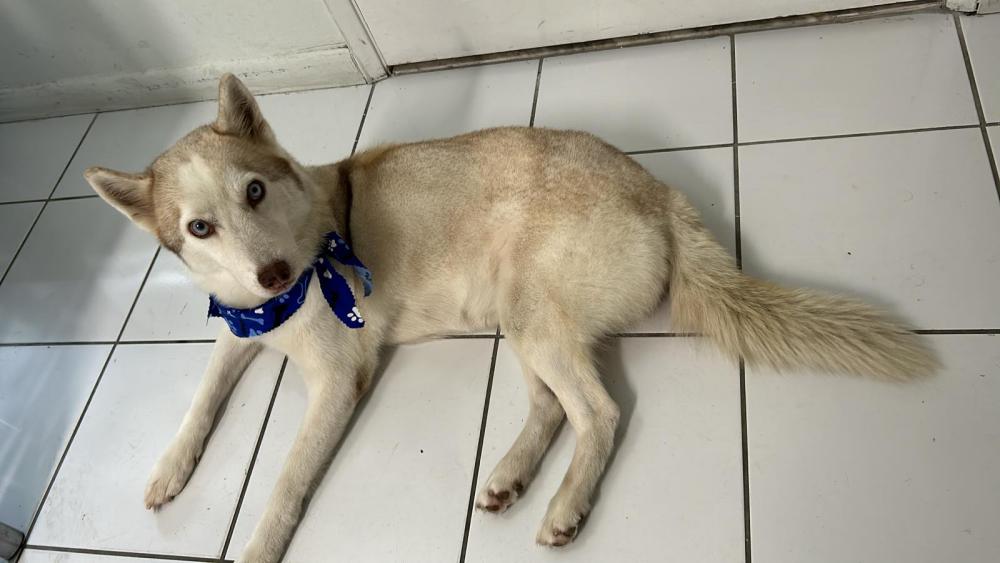 Image of Unknown, Lost Dog