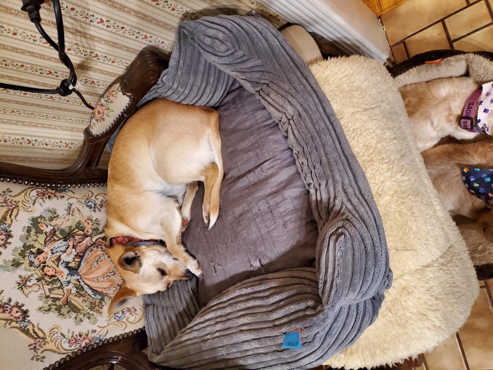 Image of KayKay, Lost Dog