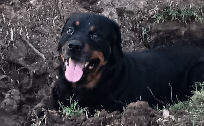 Image of Deziel, Lost Dog