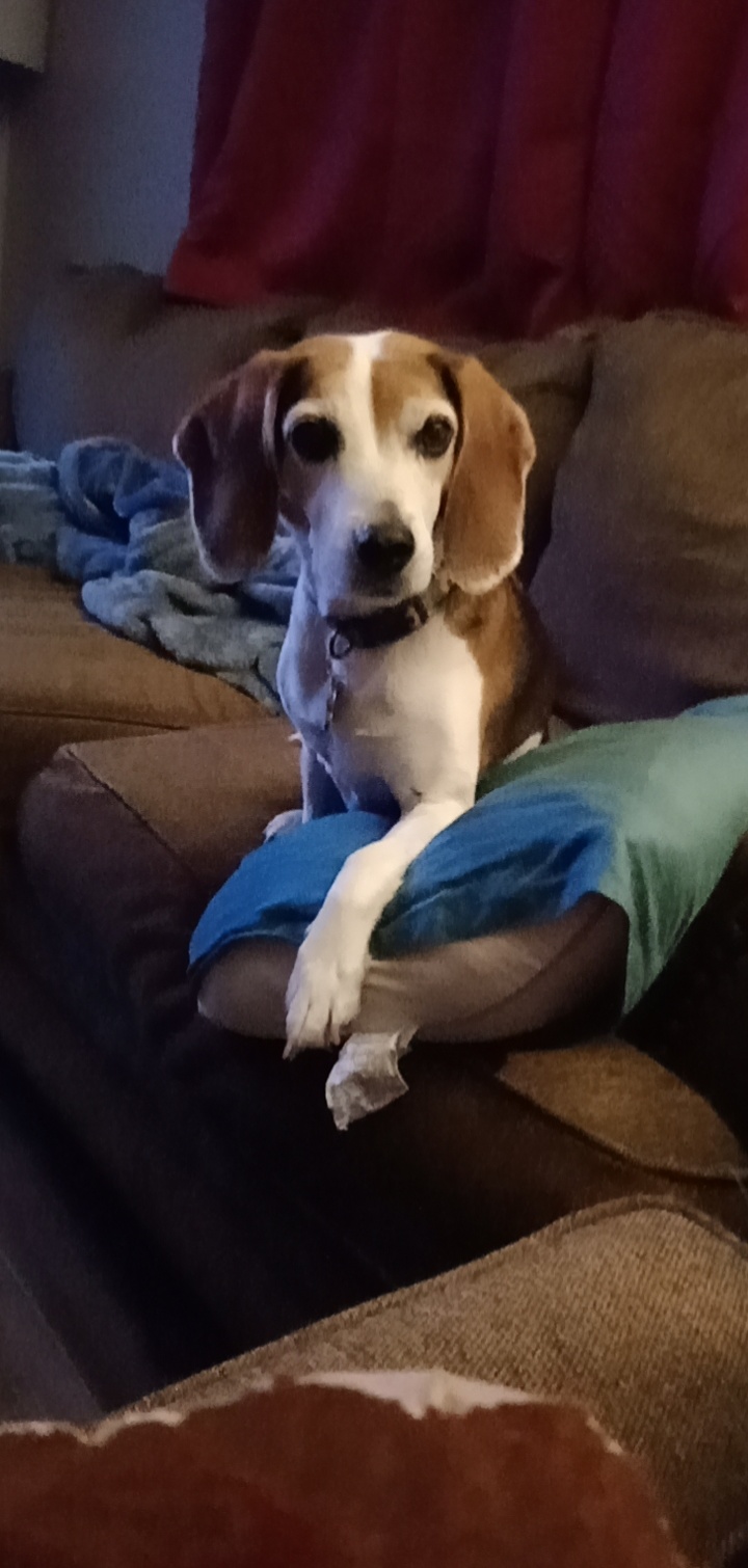 Image of Pepsi, Lost Dog