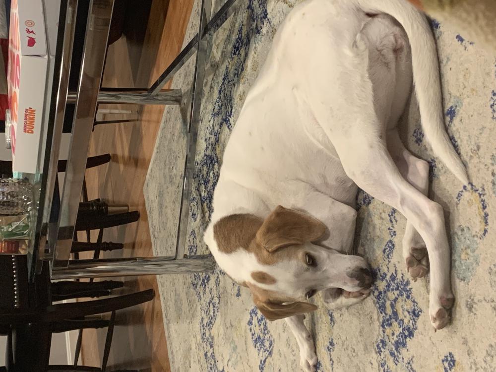 Image of Summer, Lost Dog