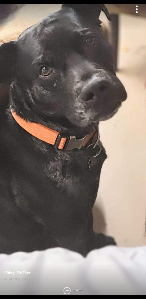 Image of BRONX, Lost Dog