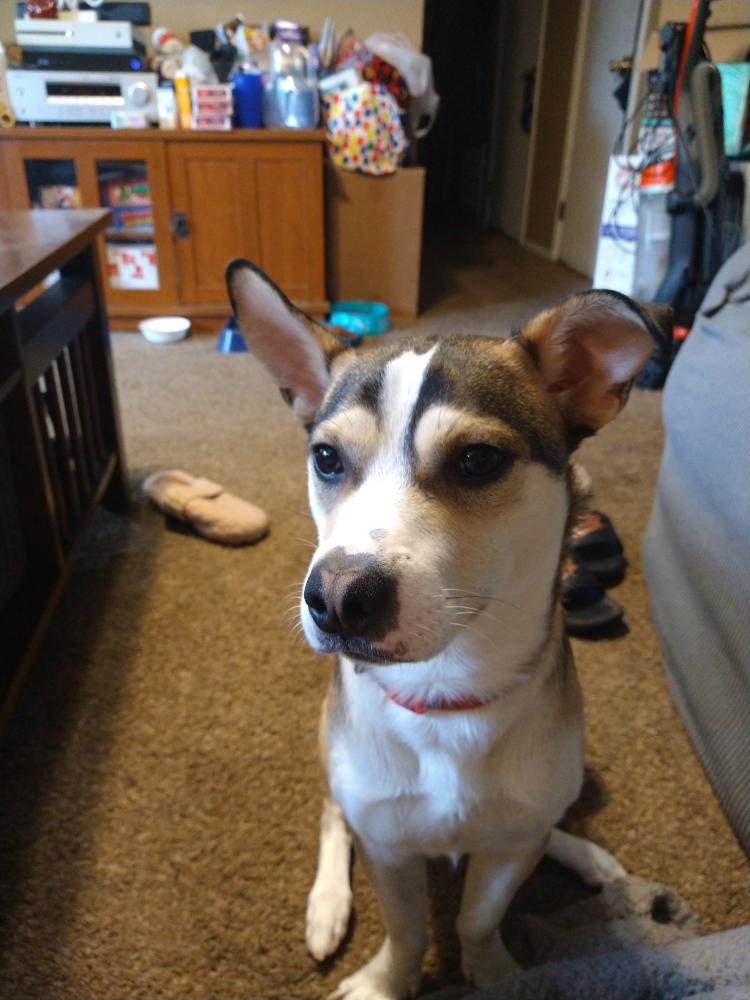 Image of Tucker, Lost Dog