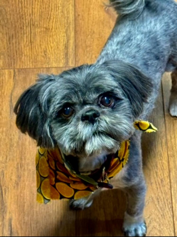 Image of Rocky, Lost Dog