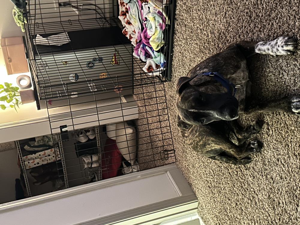 Image of Cowboy, Lost Dog