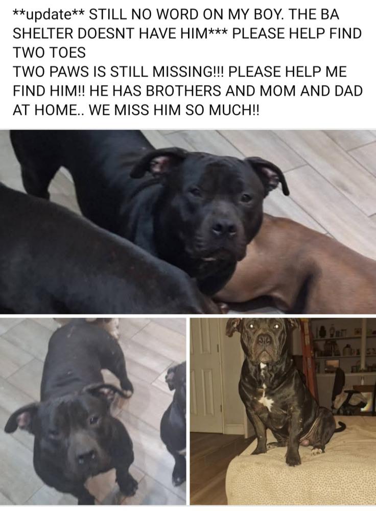 Image of Two Paws, Lost Dog