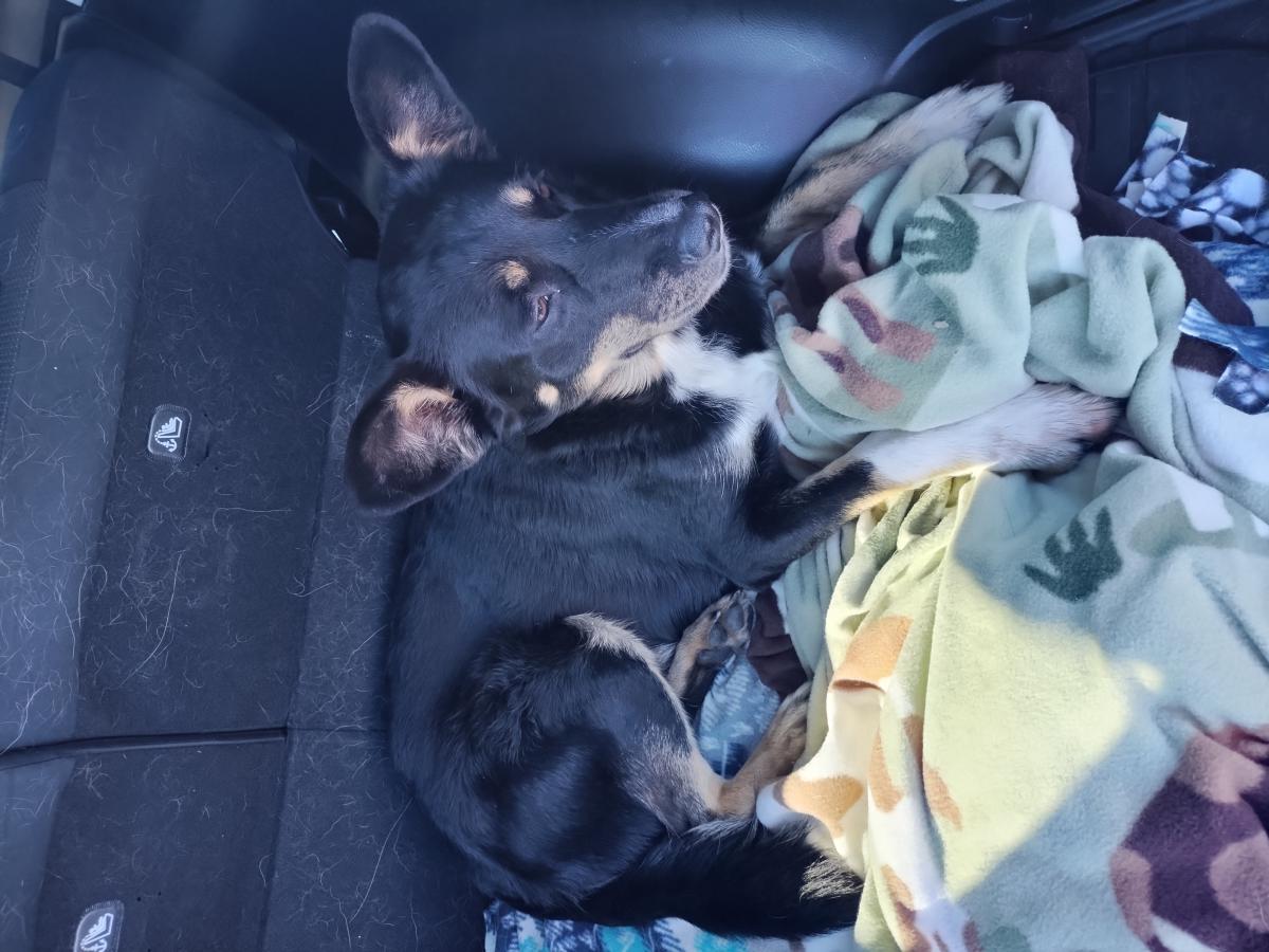 Image of Unknown, Found Dog