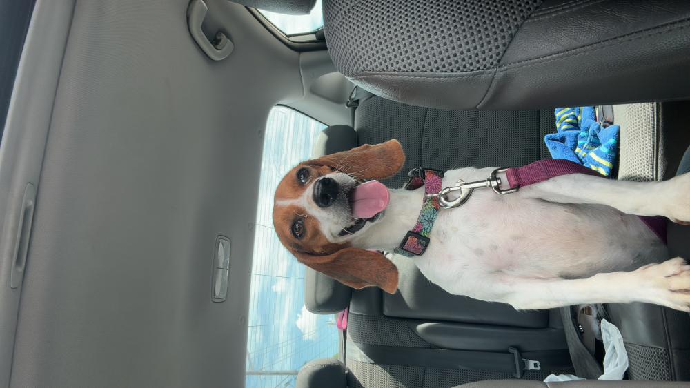 Image of Holly, Lost Dog