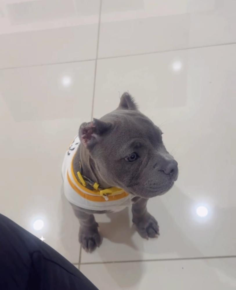 Image of CHANEL, Lost Dog