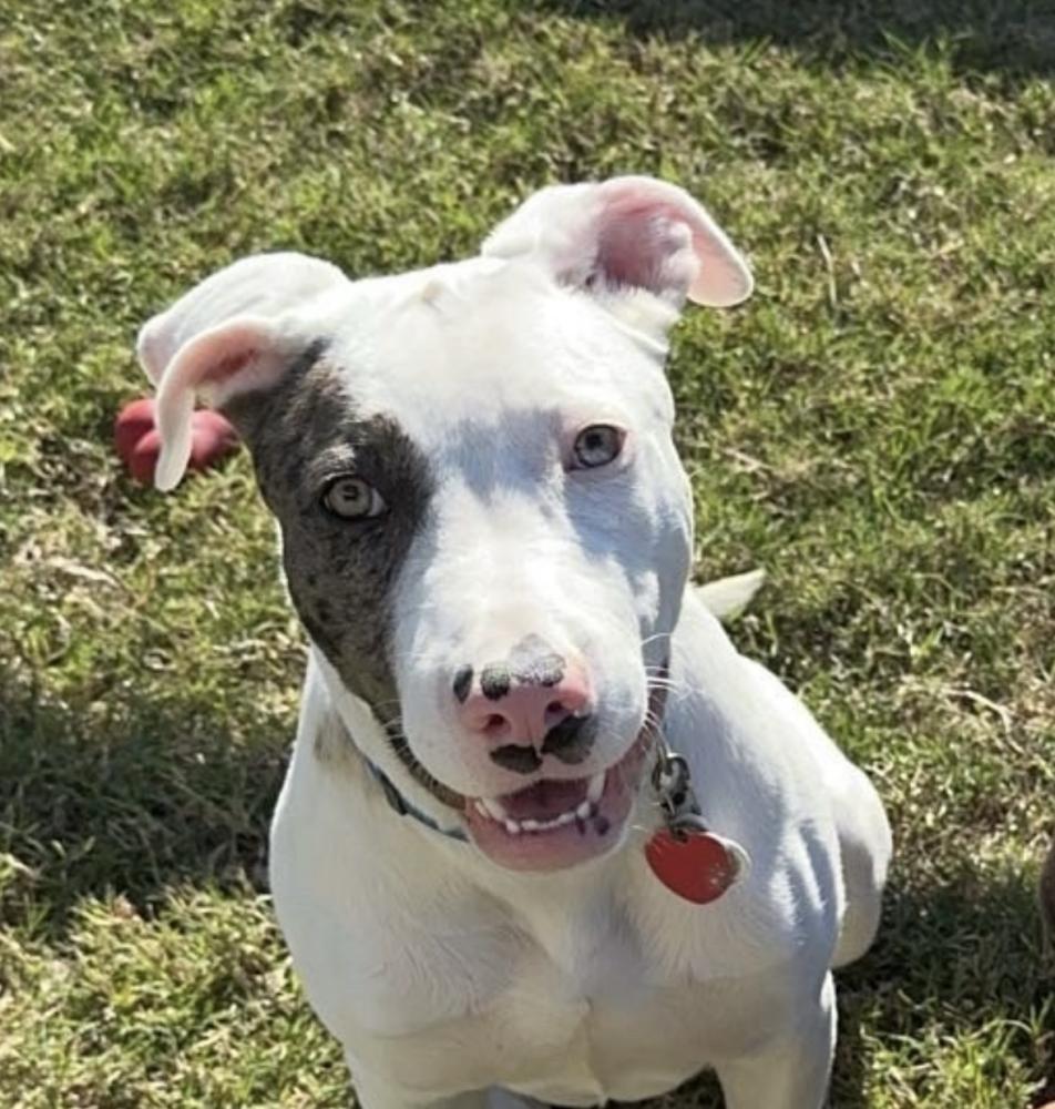 Image of Merle or Cassius, Lost Dog