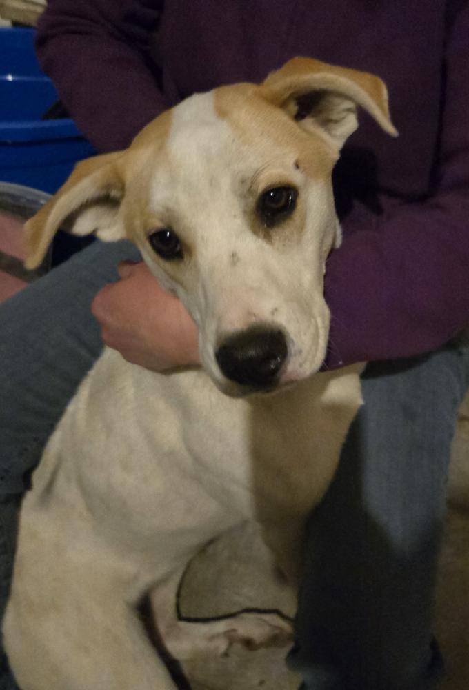 Image of Unknown, Found Dog