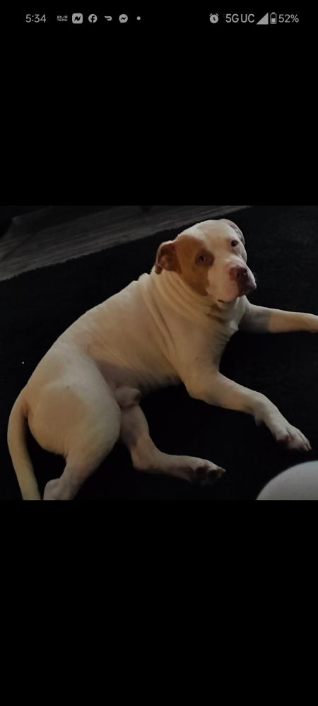 Image of Bud, Lost Dog