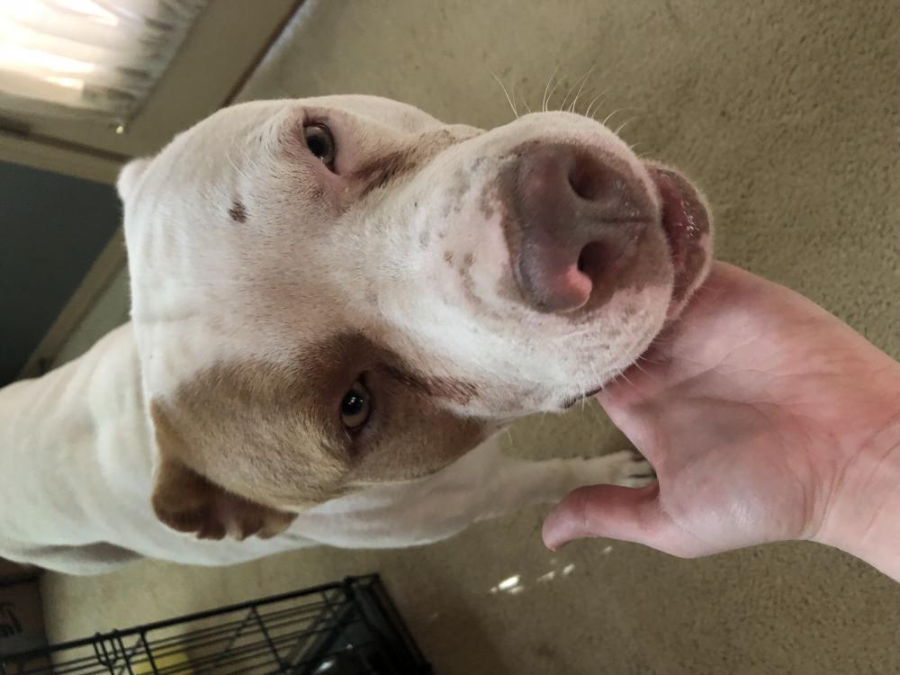 Image of Unknown, may be Bud, Found Dog