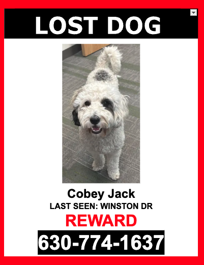 Image of COBEY JACK, Lost Dog