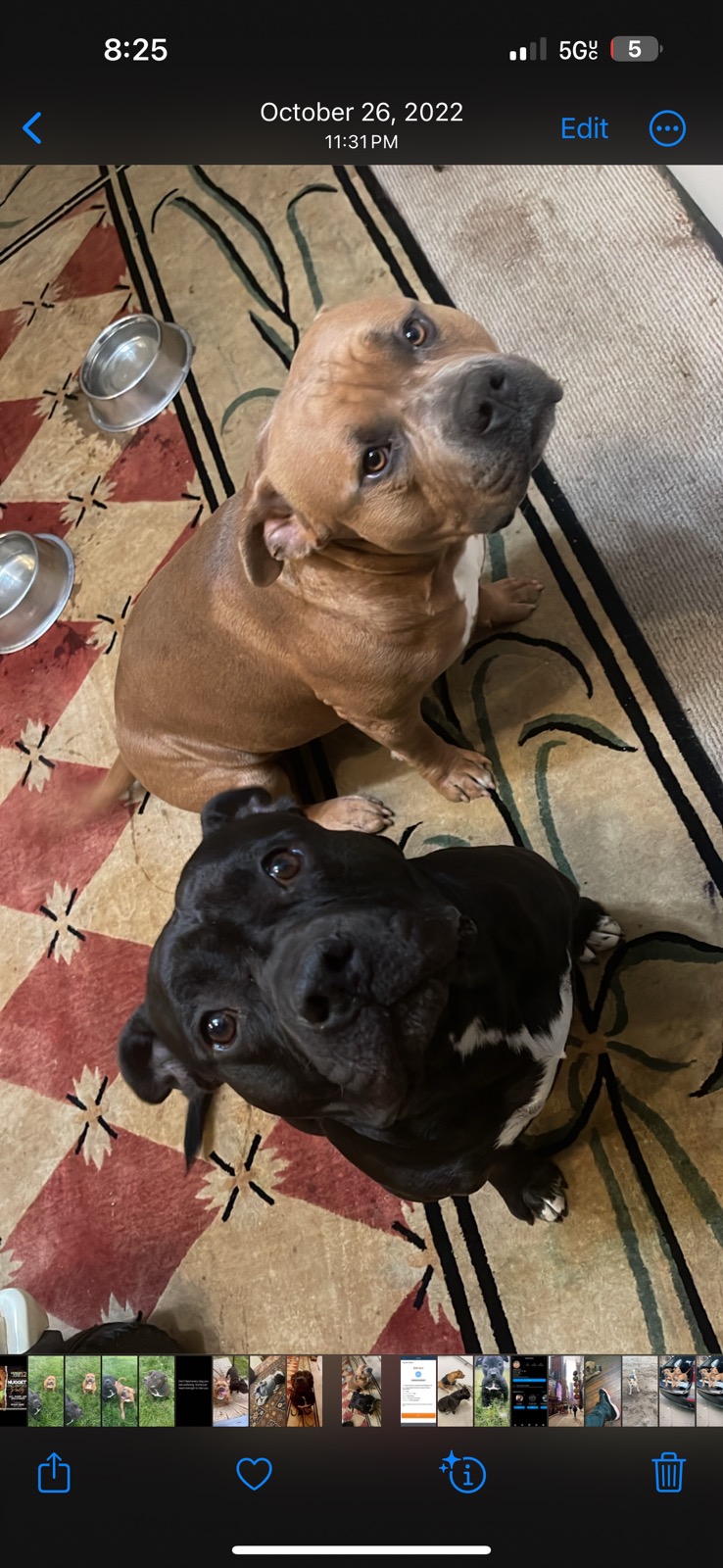 Image of Zeus and thor, Lost Dog