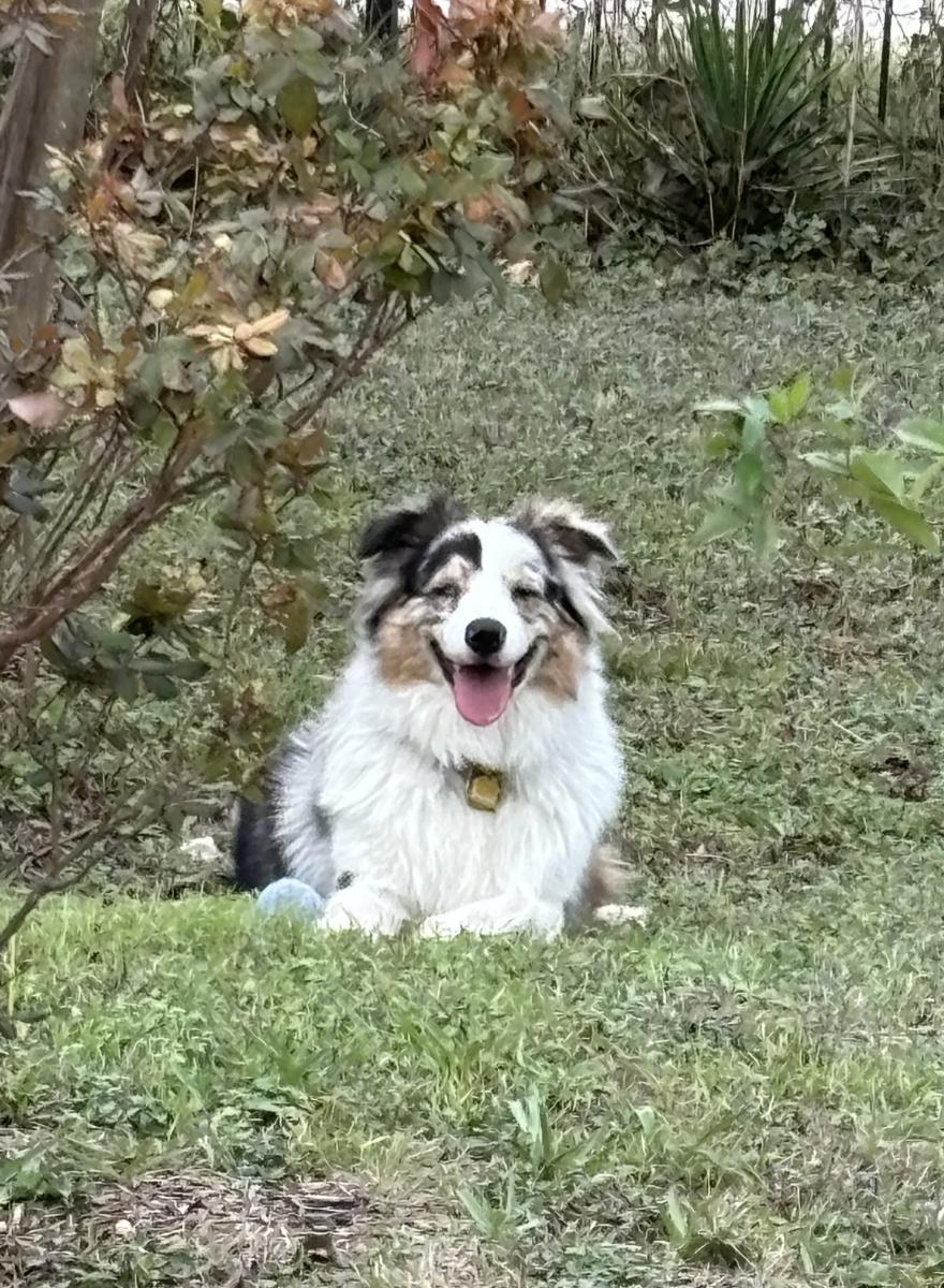 Image of Zombie, Lost Dog