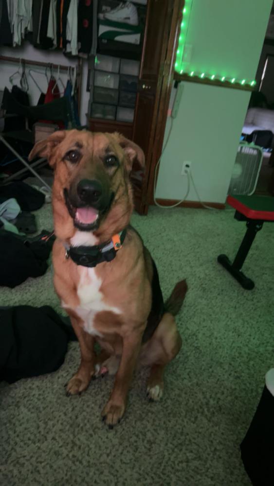 Image of roscoe, Lost Dog