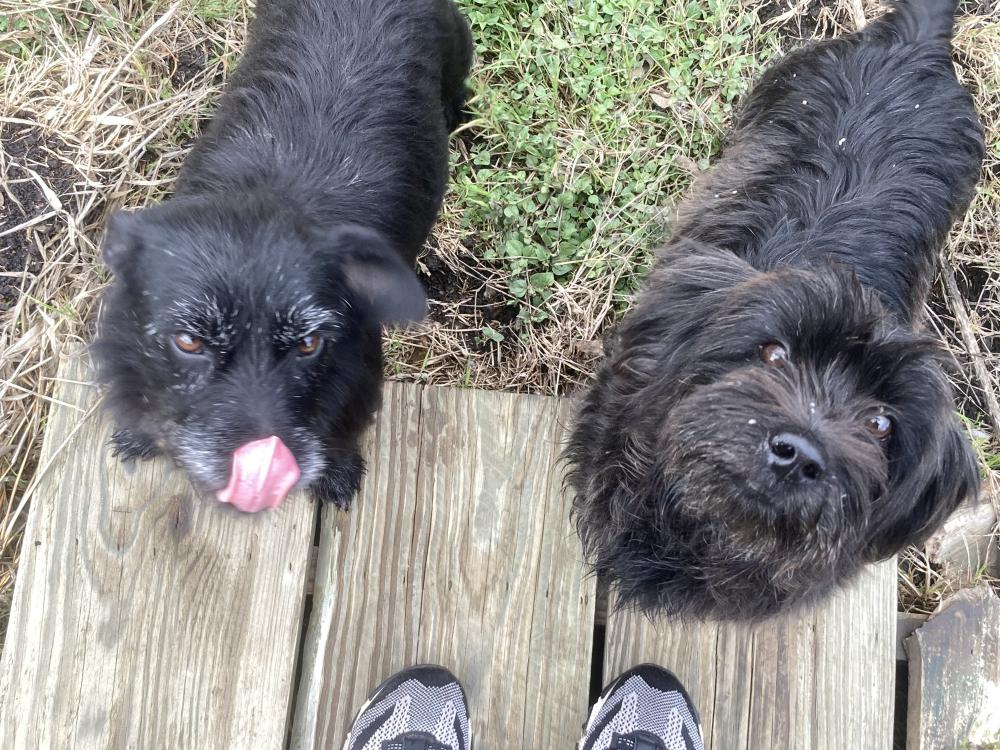 Image of Unknow, Found Dog